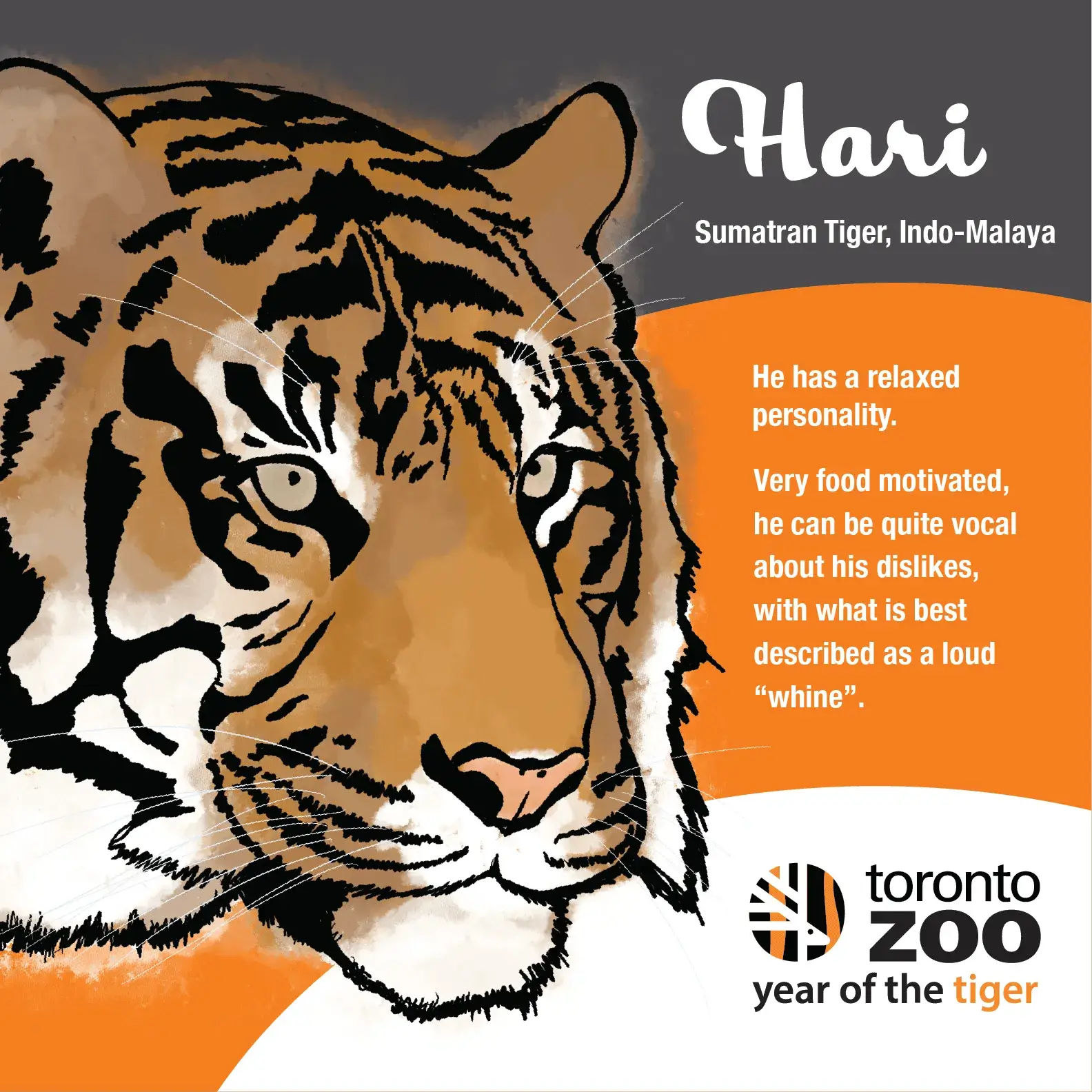 Illustrated Poster of Sumatran Tiger, Hari, made for year of the tiger.