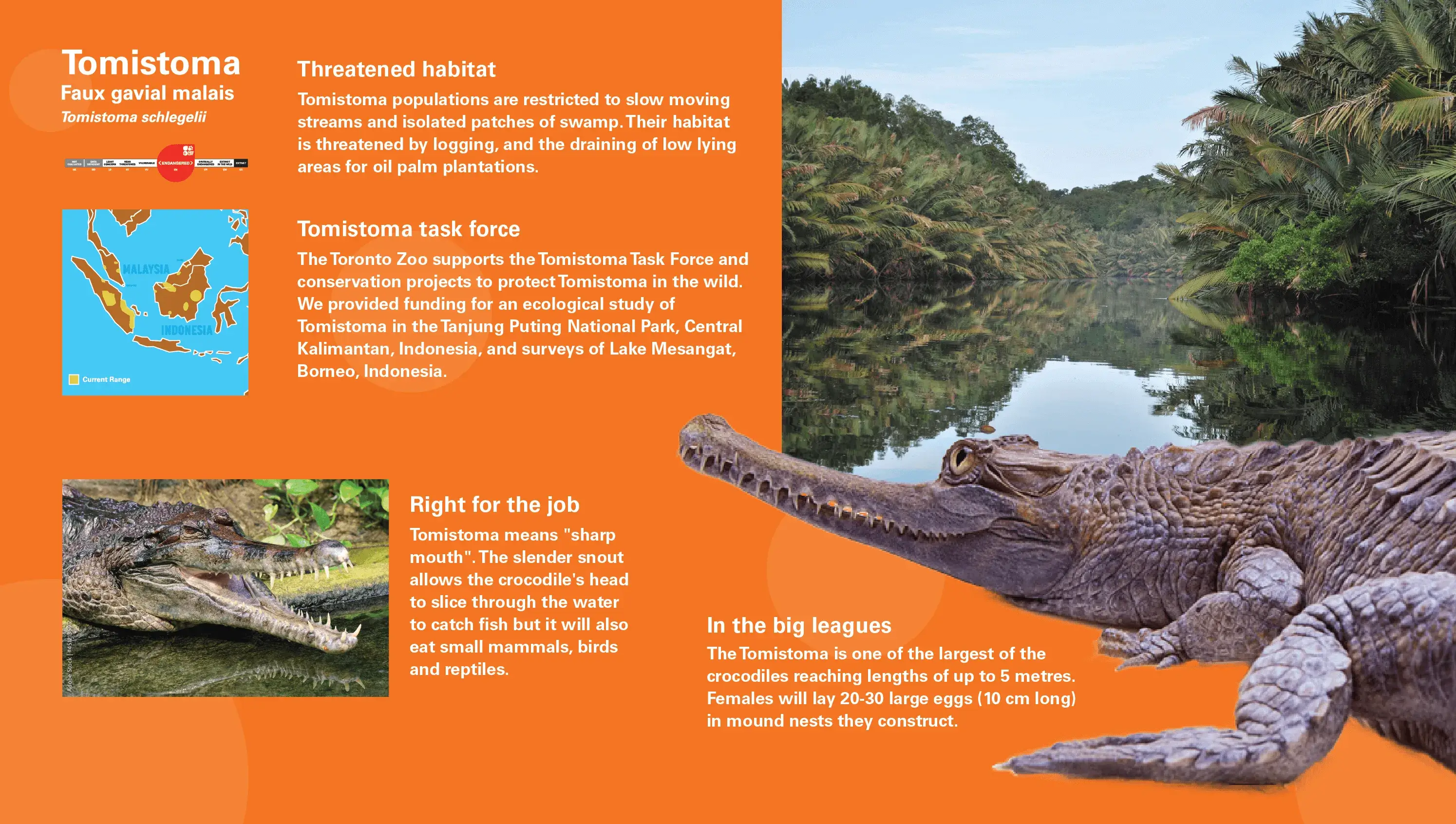 Tomistoma Lightbox Sign